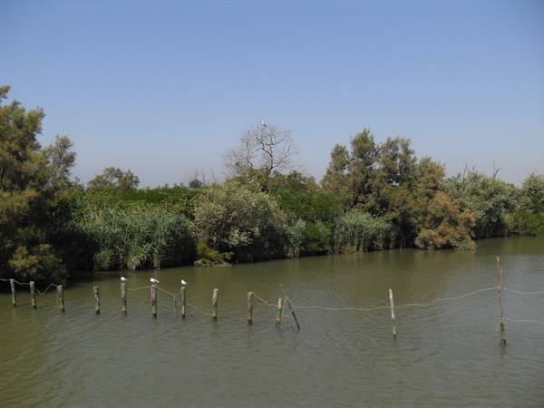 Wooden posts with gulls in green lagoon water, reeds under a blue sky