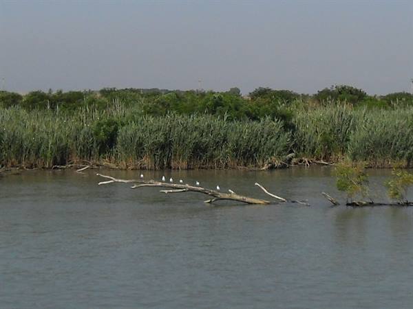 White birds on fallen log in water before reeds