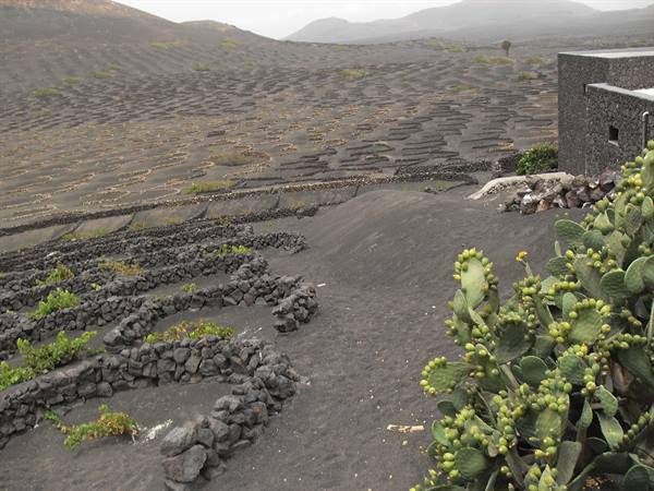 vineyards in La Geria