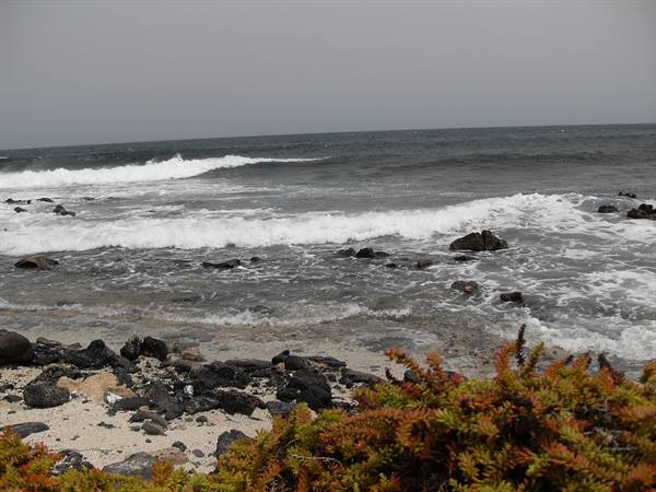 Ocean waves breaking on black rocks, orange succulent plant in foreground