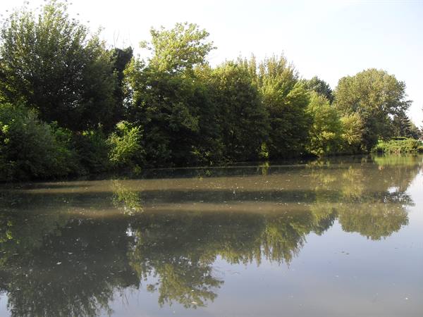 Green trees reflected in calm river water, daylight