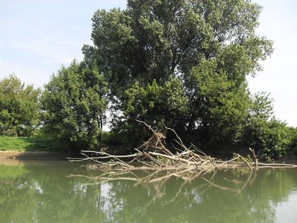Fallen dry branches in the green river, reflected among dense trees