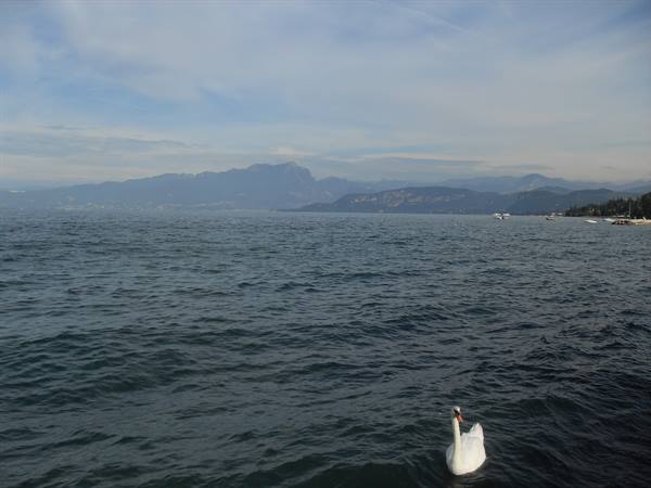 Swan swimming on rippled lake water, mountains and boats in the background