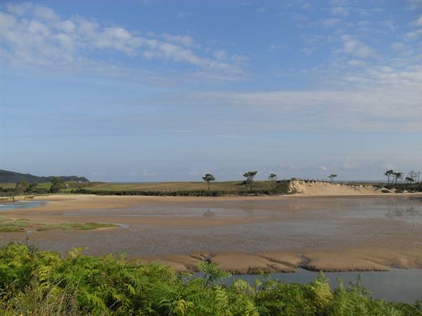 Sand exposed at low tide, dunes with pines and ferns in the foreground