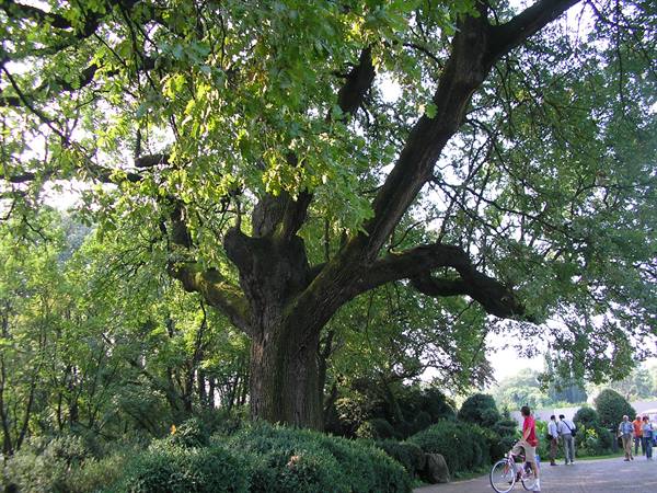 the great oak