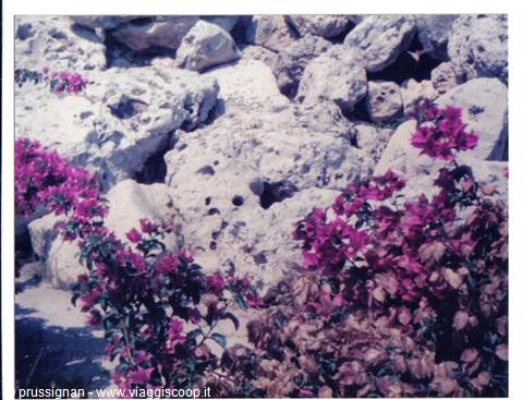 Bougainvillea at the temples of Gozo