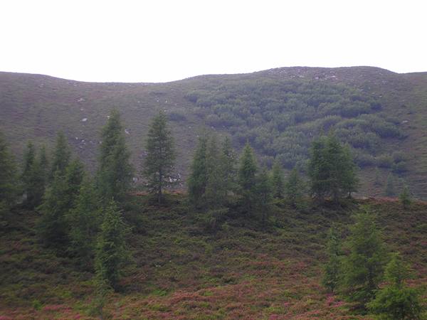 Larches and reddish shrubs on a mountain slope under grey sky