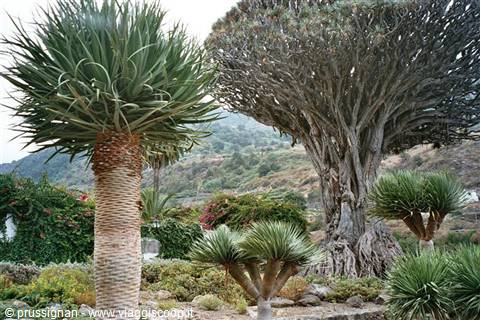 Icod de los Vinos (millenary dragon tree)