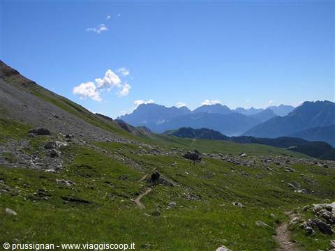 trail through meadows and scree, snowy peaks on the horizon
