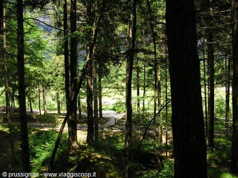 A path crossing a dense fir forest with sunlight