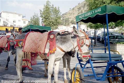 Mijas the little donkey