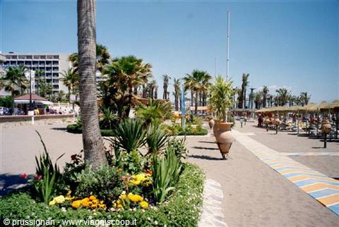 Palm trees in Torremolinos
