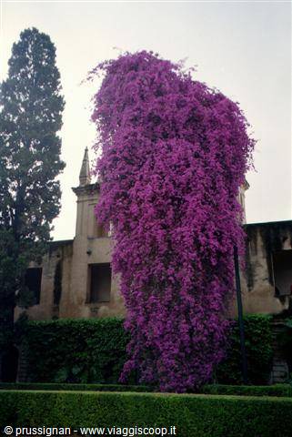 Bougainvillea