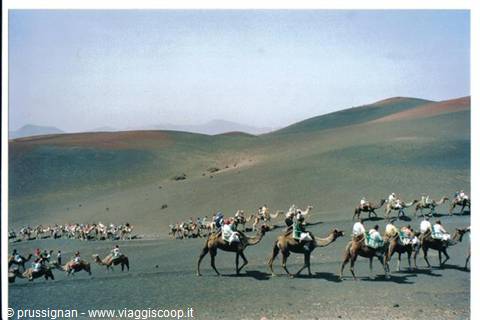 Camels on the Timanfaya
