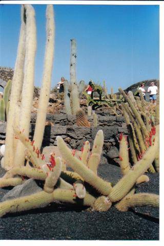Jardín de Cactus