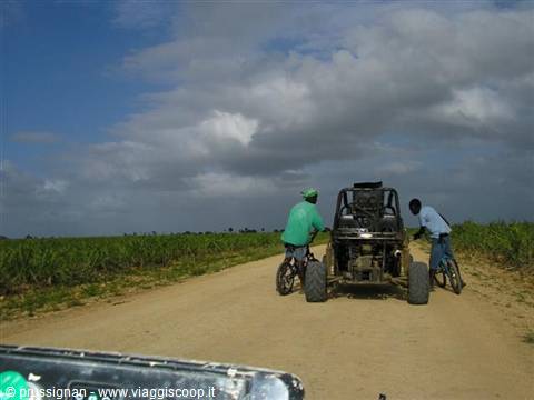 Dune Buggy among the reeds