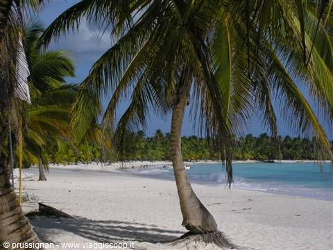 Palm trees on white sand beach with turquoise Caribbean sea, Saona