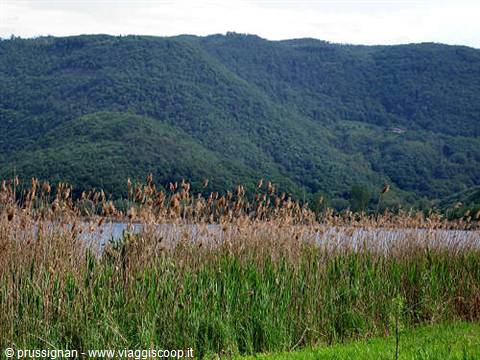 Dry reeds in front of the lake, green woods over the hills of Lake Vico
