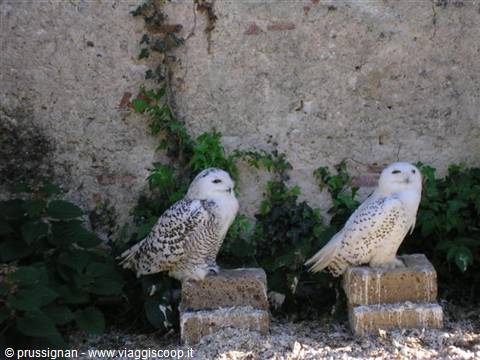 Two snowy owls perched on stones in front of an ivy-covered wall