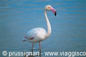 Pink flamingo wading in blue water, Camargue
