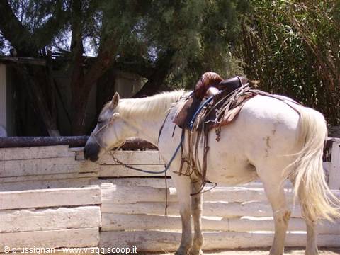 White saddled horse tied near a wooden fence and green trees