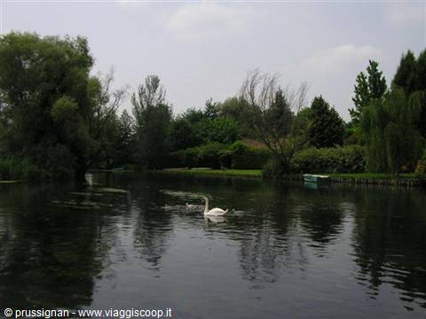 Swans swimming on a pond surrounded by lush trees