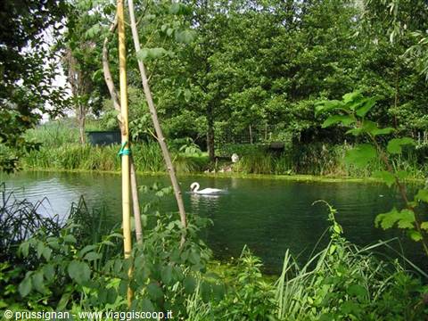 White swan swimming in a green pond surrounded by trees