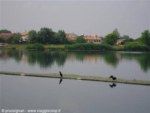 Cormorants on a floating barrier in the lake, houses and trees reflected in the water