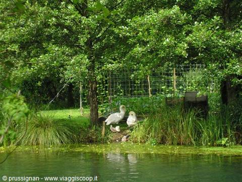 Swans on the shore of a green pond surrounded by dense trees