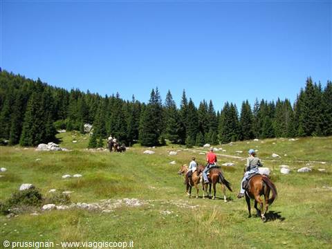 horses in Asiago