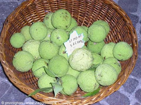 Wicker basket full of green wild lemons with a handwritten sign