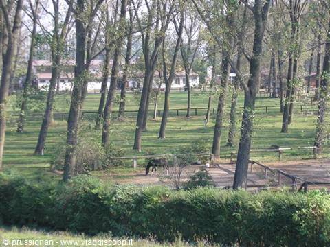 Horse grazing among tall poplars, wooden fences and a farmhouse in the distance