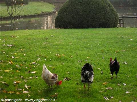 Hens and a black rooster pecking on grass beside a pond