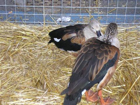 Ducks resting on straw bedding inside a wire mesh cage