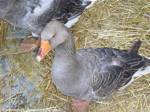 Grey goose with orange beak sitting on straw bedding