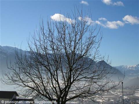 Bare tree in front of snowy mountains and foggy valley