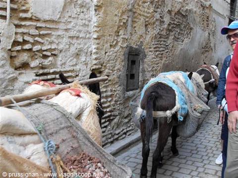 donkeys on the street