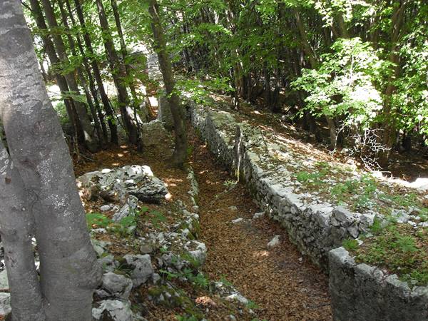 Ancient ruined stone wall crossing the woodland under dappled light