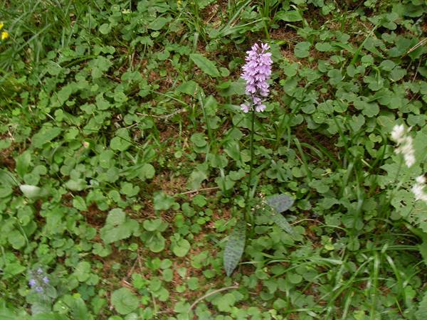 a splendid orchid