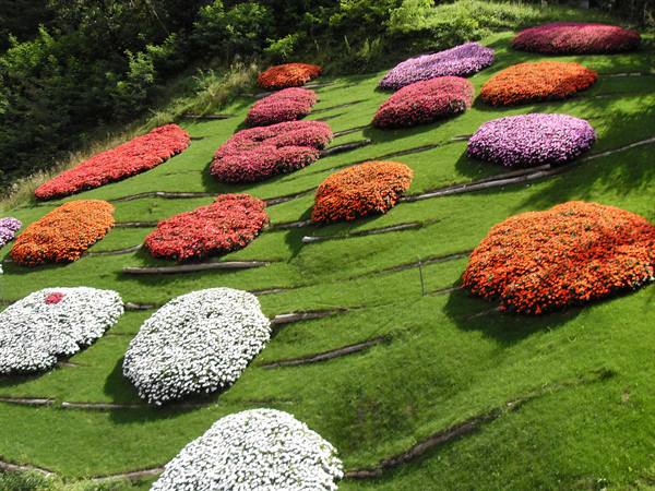 palette of fragrant colours on the hill