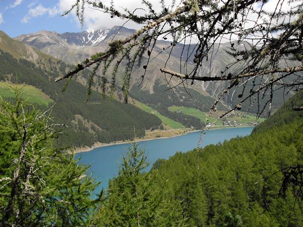 Larch branches frame the turquoise Vernagt reservoir among firs and mountains