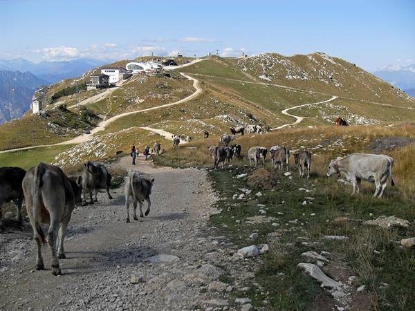 Grazing cows on the dirt trail leading to mountain lodges on Monte Baldo