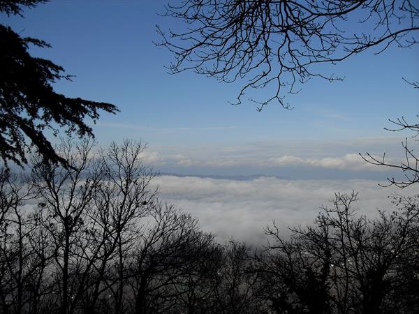 Bare branches backlit above a white cloud layer under blue sky