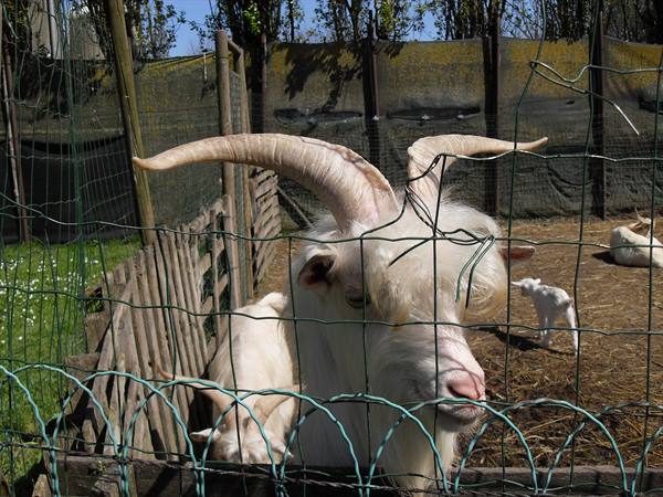 San Gaetano farm