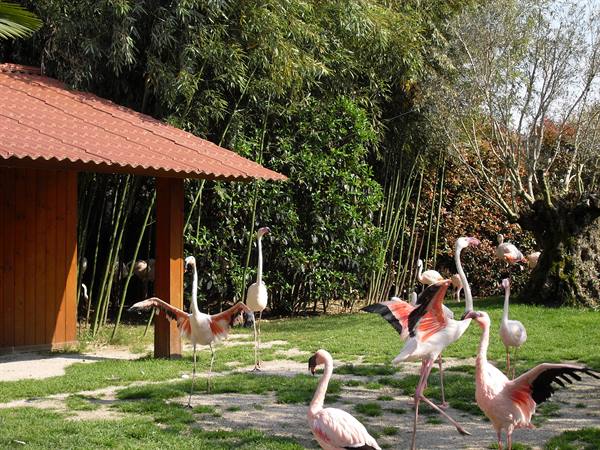 Pink flamingos on green grass near wooden hut and bamboo