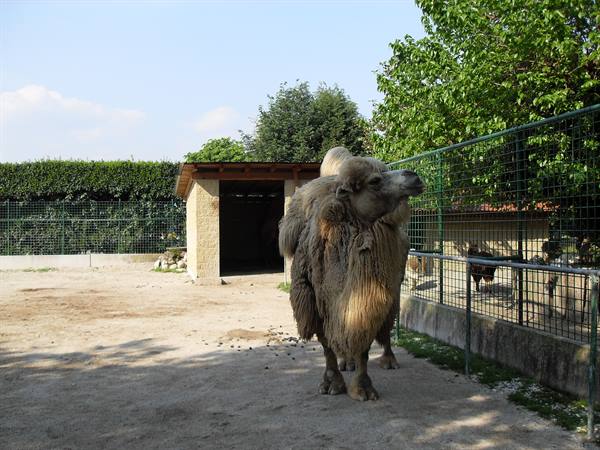 Thick-furred camel standing in a sandy enclosure near a fence and shelter