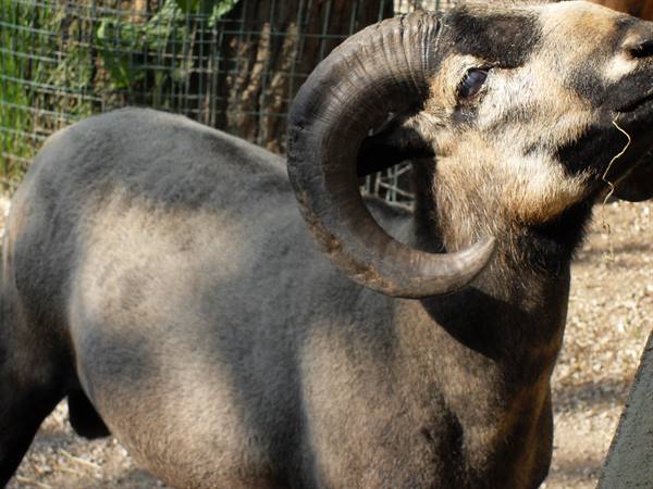 Mouflon ram with large curved horns chewing straw near a wire fence