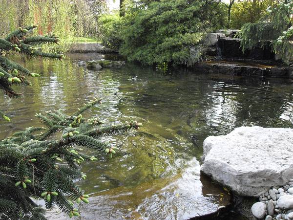 Pond with fish among spruce branches and pale rocks, small stone waterfall behind