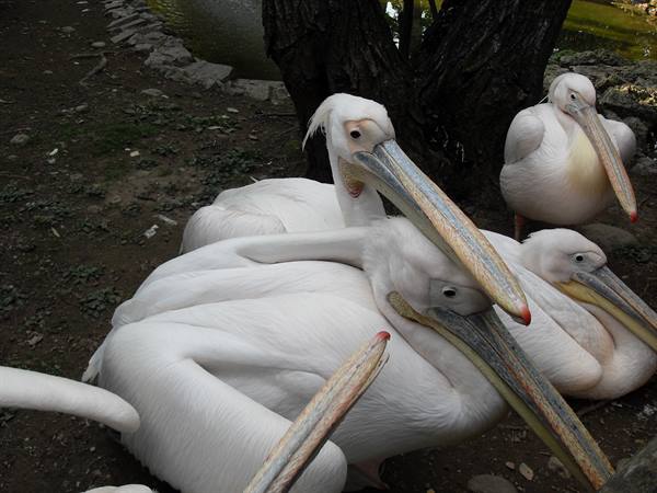 White pelicans resting under the trees near a pond