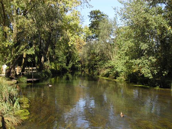Ducks swimming in a clear river among green trees and wooden bridge